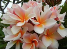 Load image into Gallery viewer, UPF Rashguard COSTA PLUMERIA swimsuit surfsuit longsleeve aqua turquoise coral
